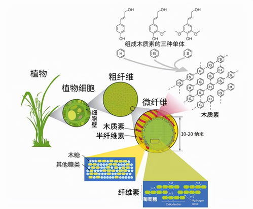 北京欧倍尔桦木木质素的提取和解聚虚拟仿真软件