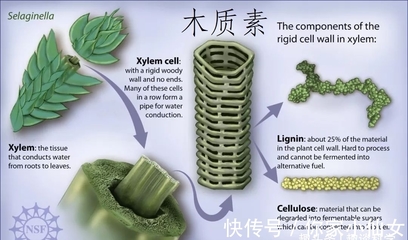 牛太牛了!牛胃竟然能消化塑料,科学家:世界难题不难了