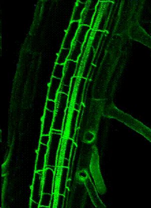 科学家揭示木质素合成机制,为高效抗逆作物分子育种提供新理论